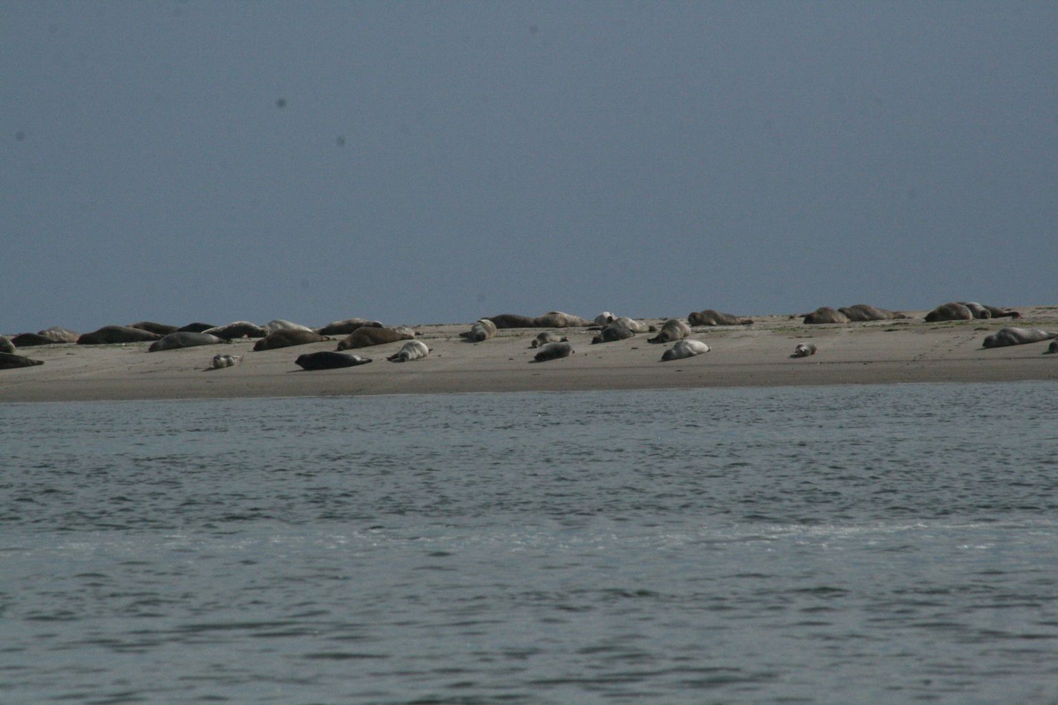 Kamperen met de camper of campervan in Denemarken - zeehonden