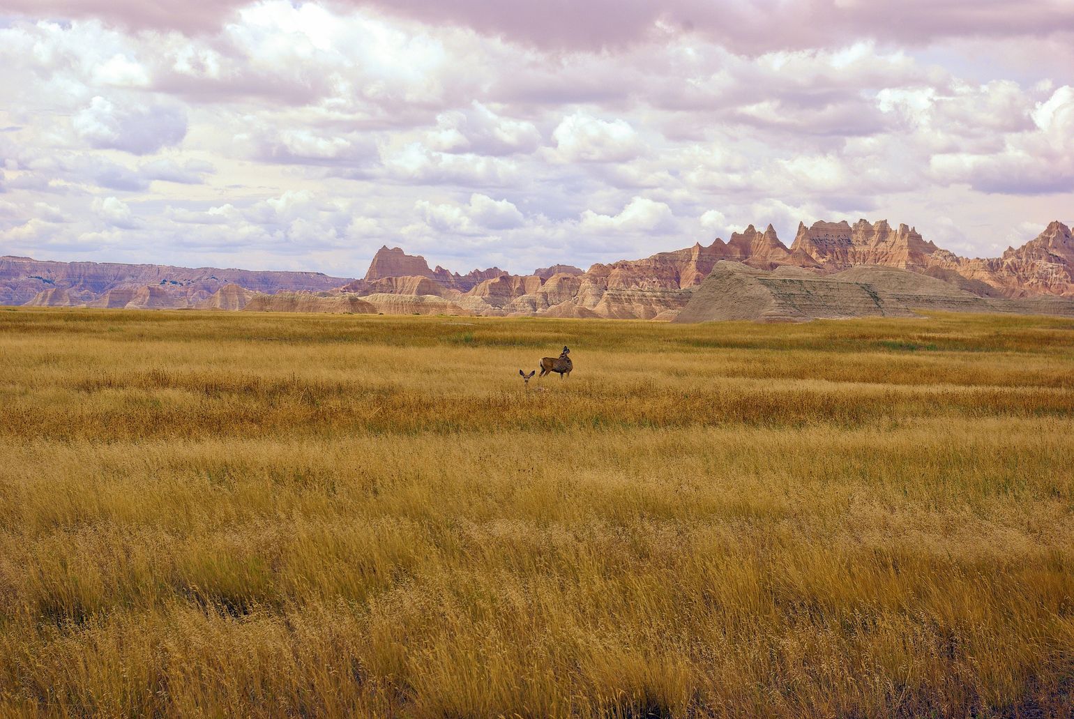 Herten in Badlands National Park, Amerika