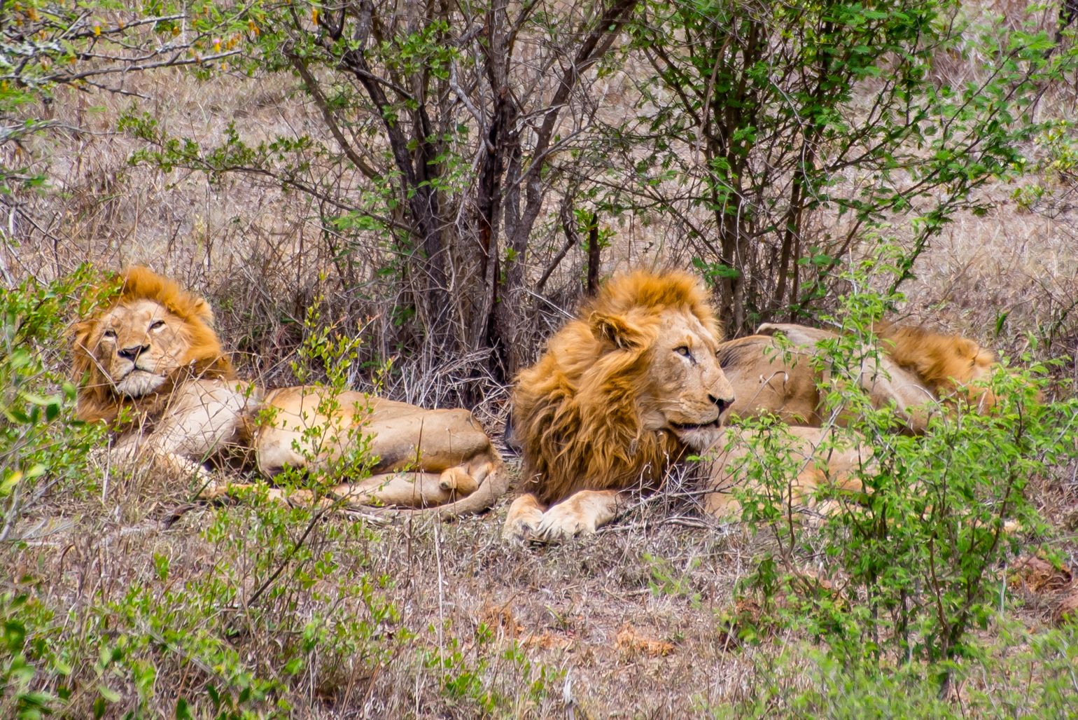 safari Big Five Afrika leeuw Zuid-Afrika Kruger NP