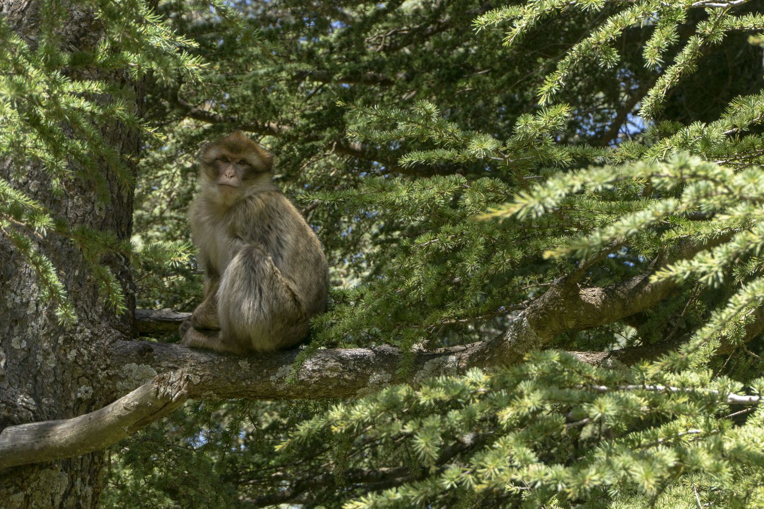 Cederbossen in Marokko