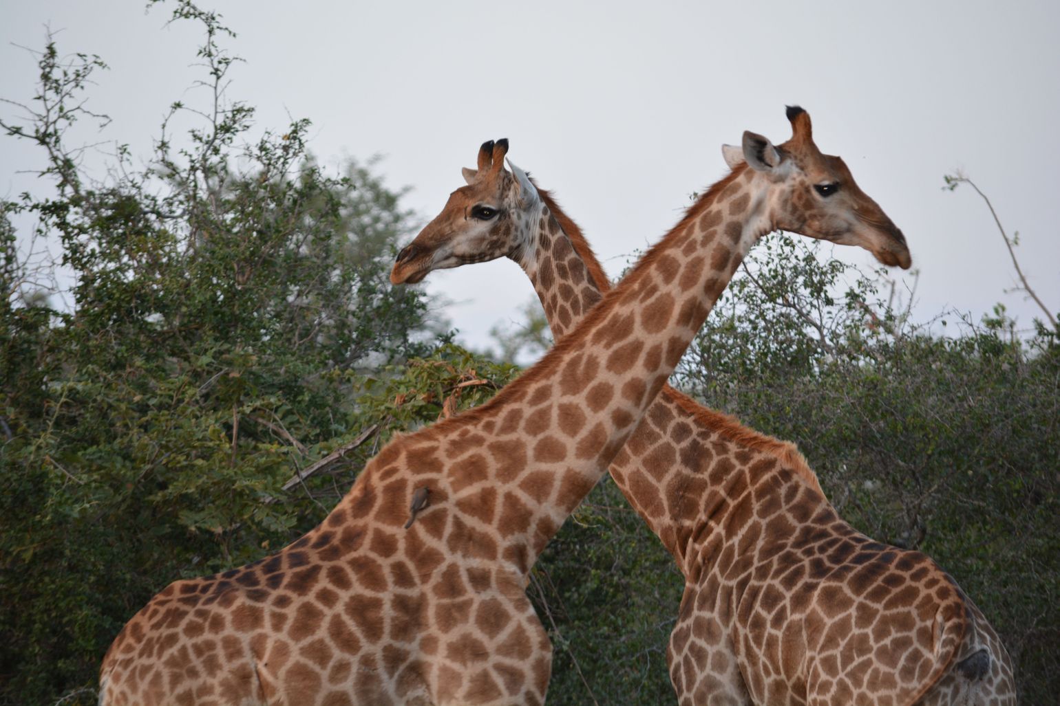 reis Zuid-Afrika safari wildlife giraf