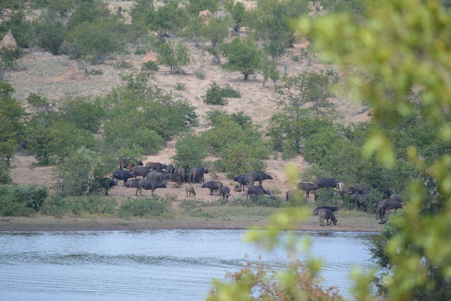 reis Zuid-Afrika safari wildlife buffel
