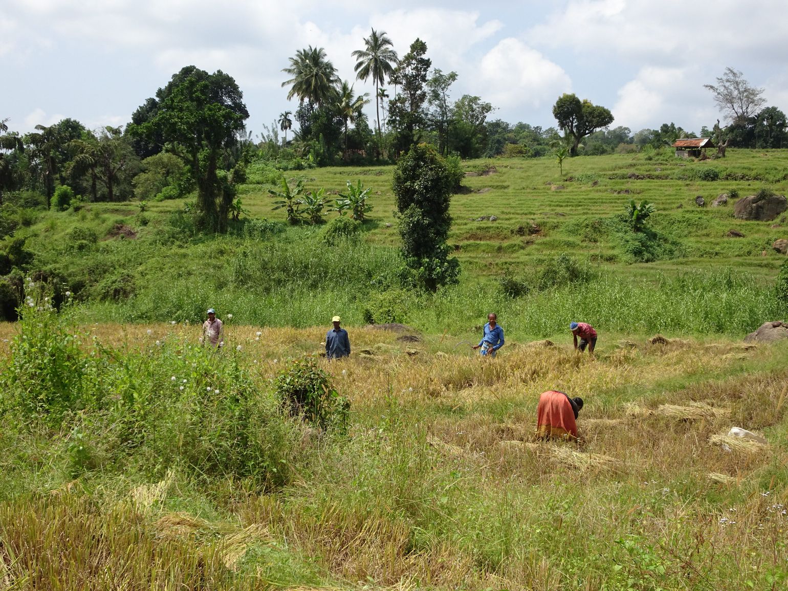 boederij sri lanka belihuloya