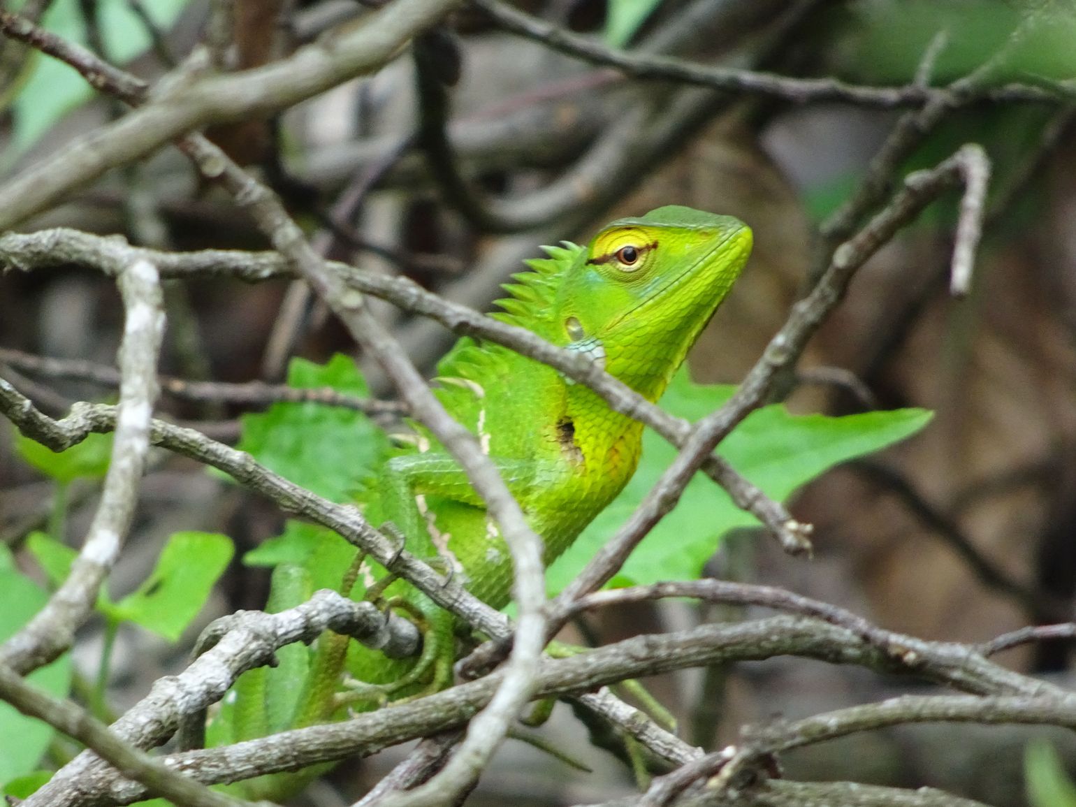 wandelen in sri lanka wildlife belihuloya