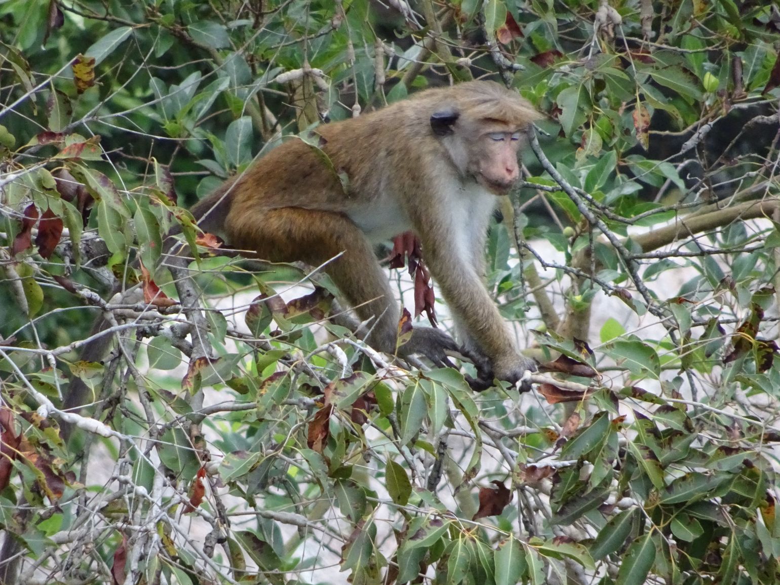 aap sri lanka belihuloya wildlife