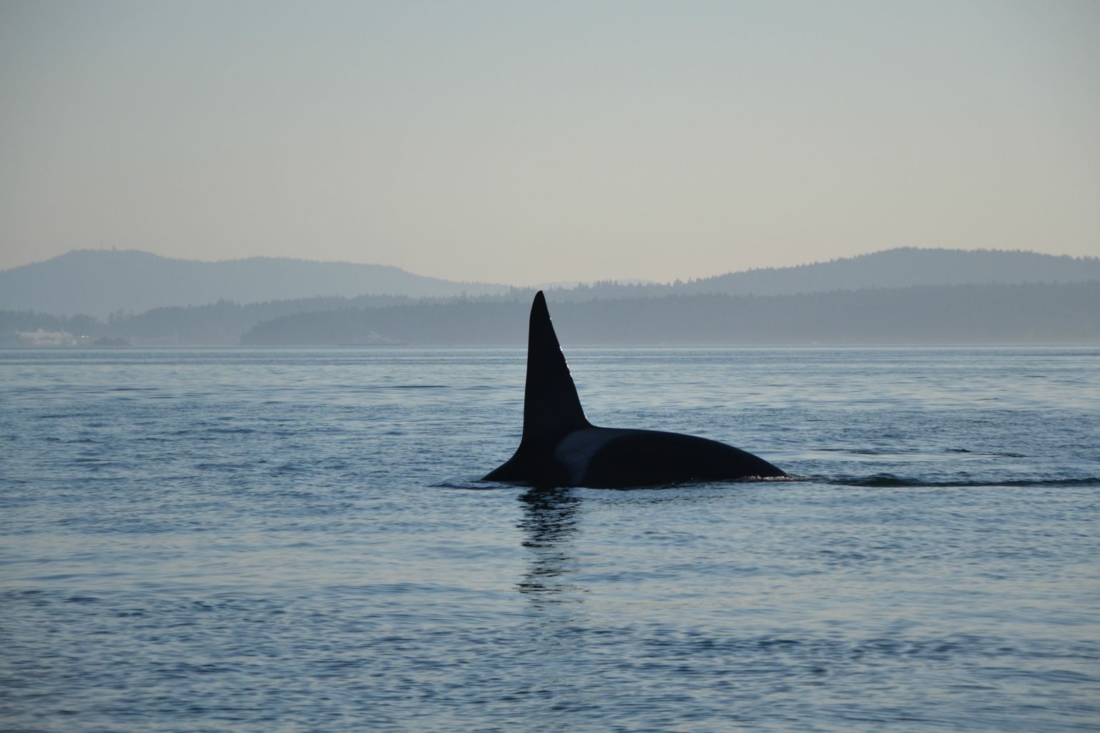 Canada wildlife killer whale natuur orka orca