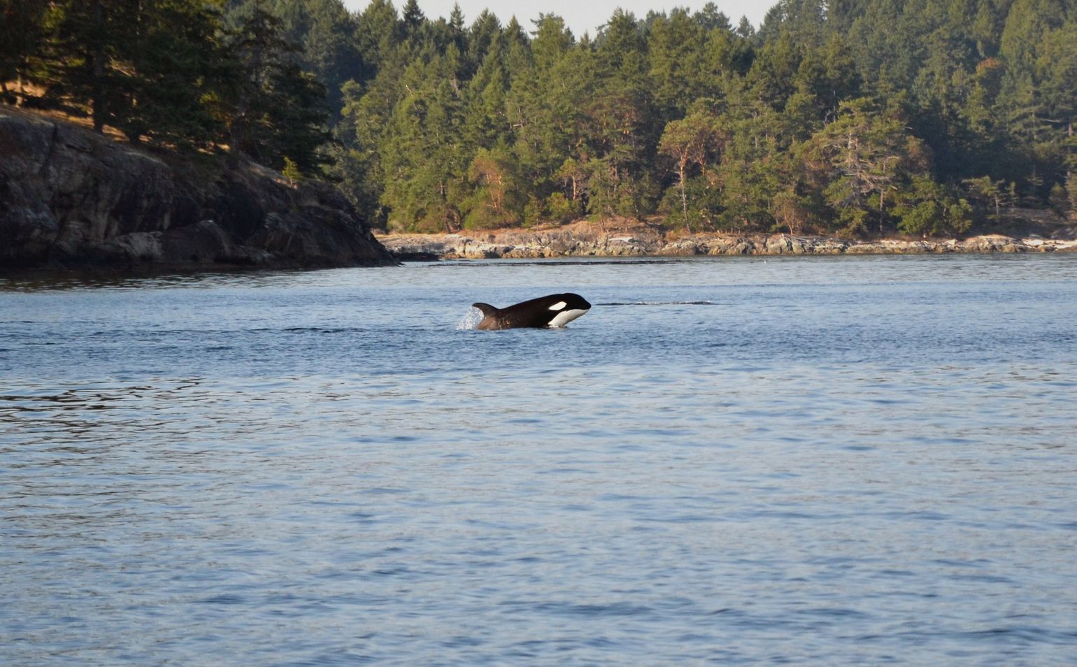 Canada wildlife killer whale natuur orka orca