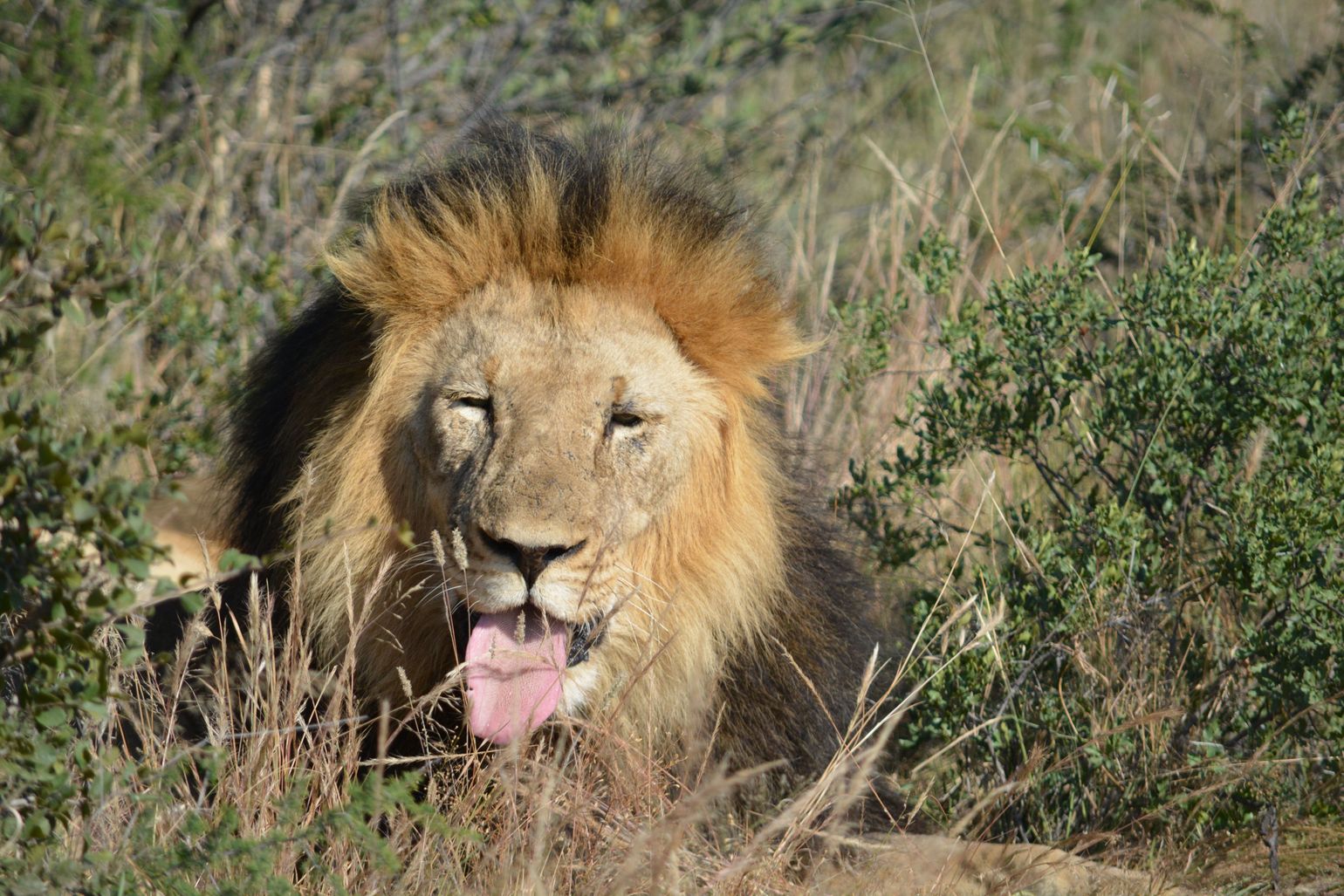 reis Zuid-Afrika safari leeuw wildlife