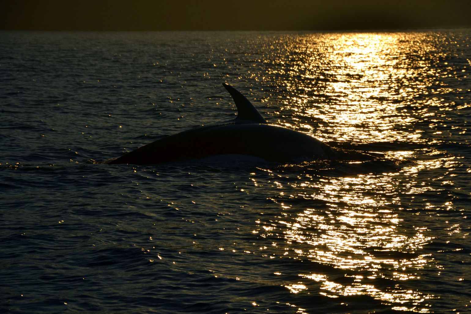 Canada wildlife dwergvinvis natuur fauna reis spotten