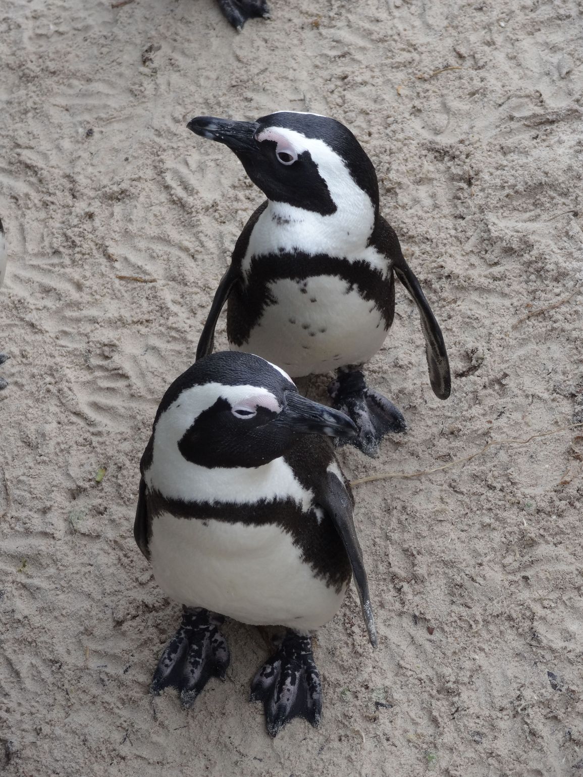 Zuidelijk Afrika wildlife dieren zwartvoetpinguïns brilpinguïns Boulders Beach Zuid-Afrika