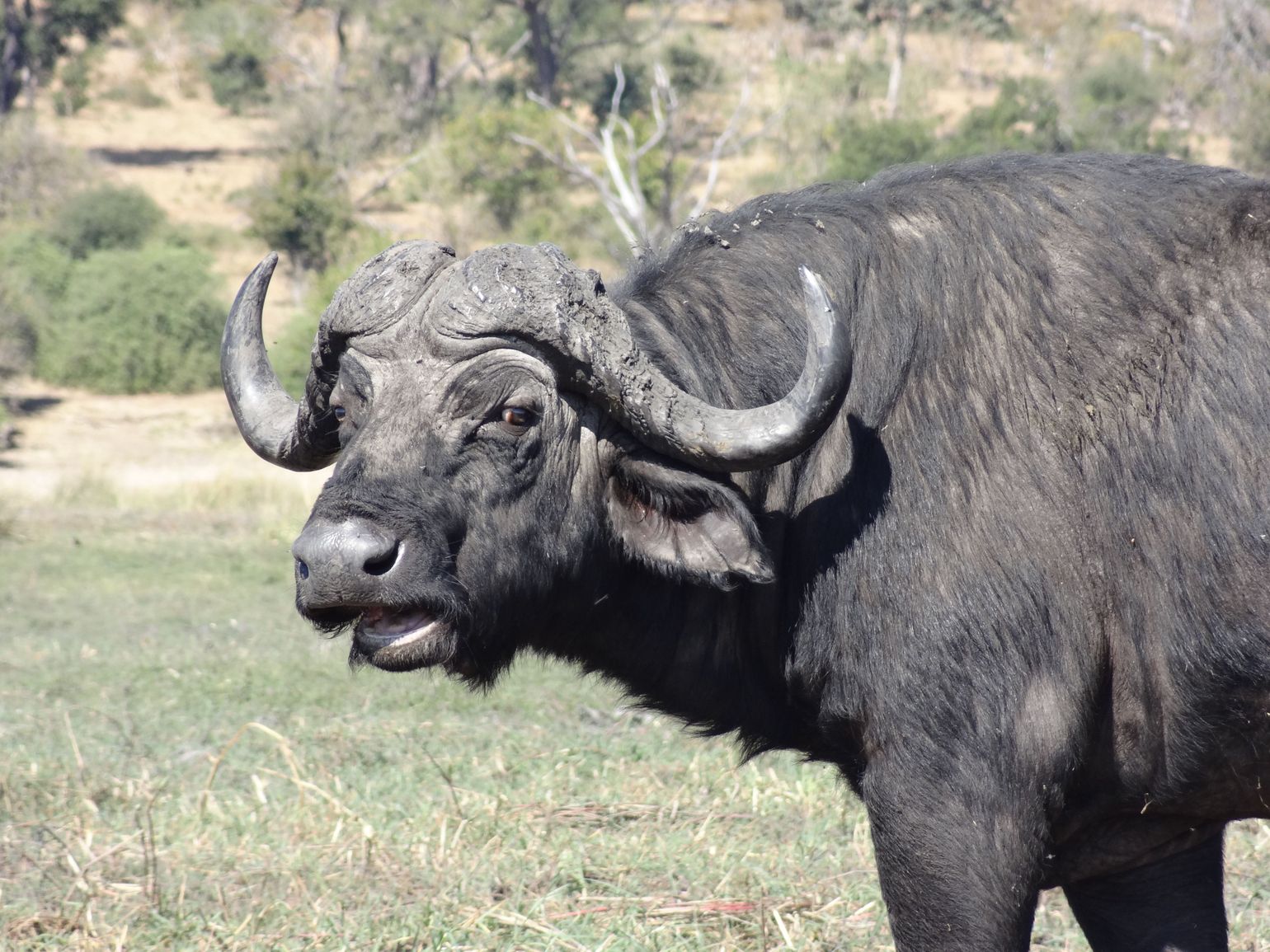 Zuid-Afrika safari Big Five buffels Afrika