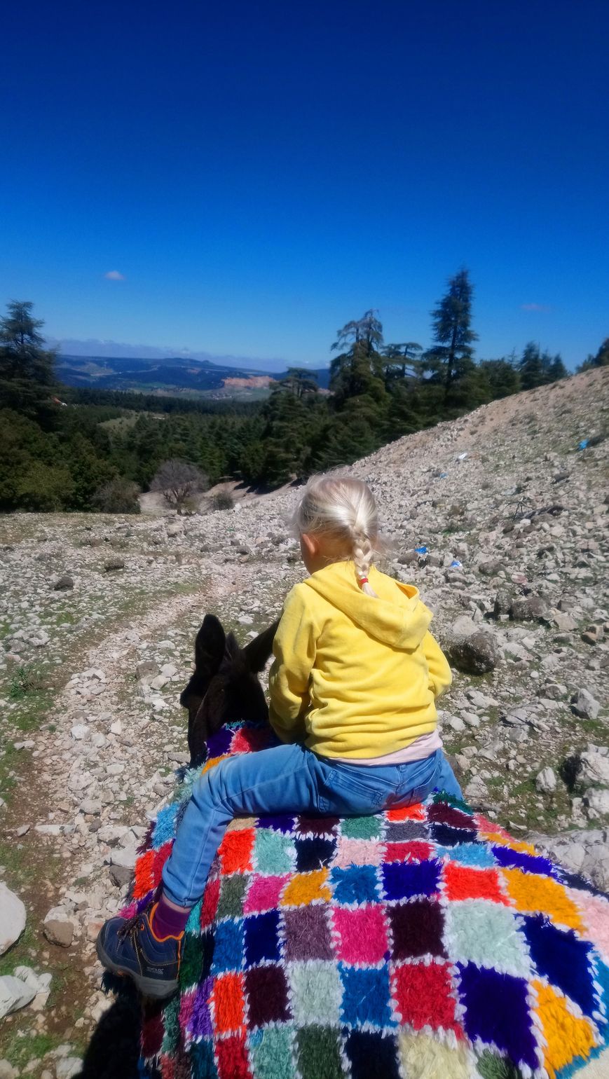 Cederbossen in Marokko