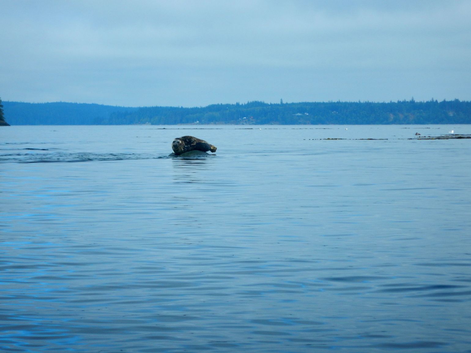 Canada wildlife zeehond natuur fauna reis