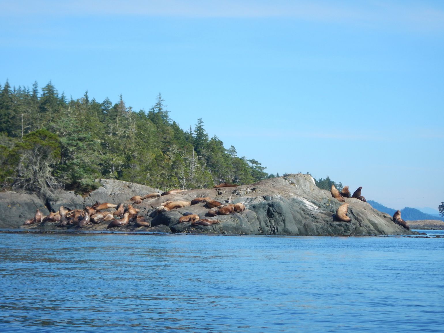 Canada wildlife zeehond natuur fauna reis