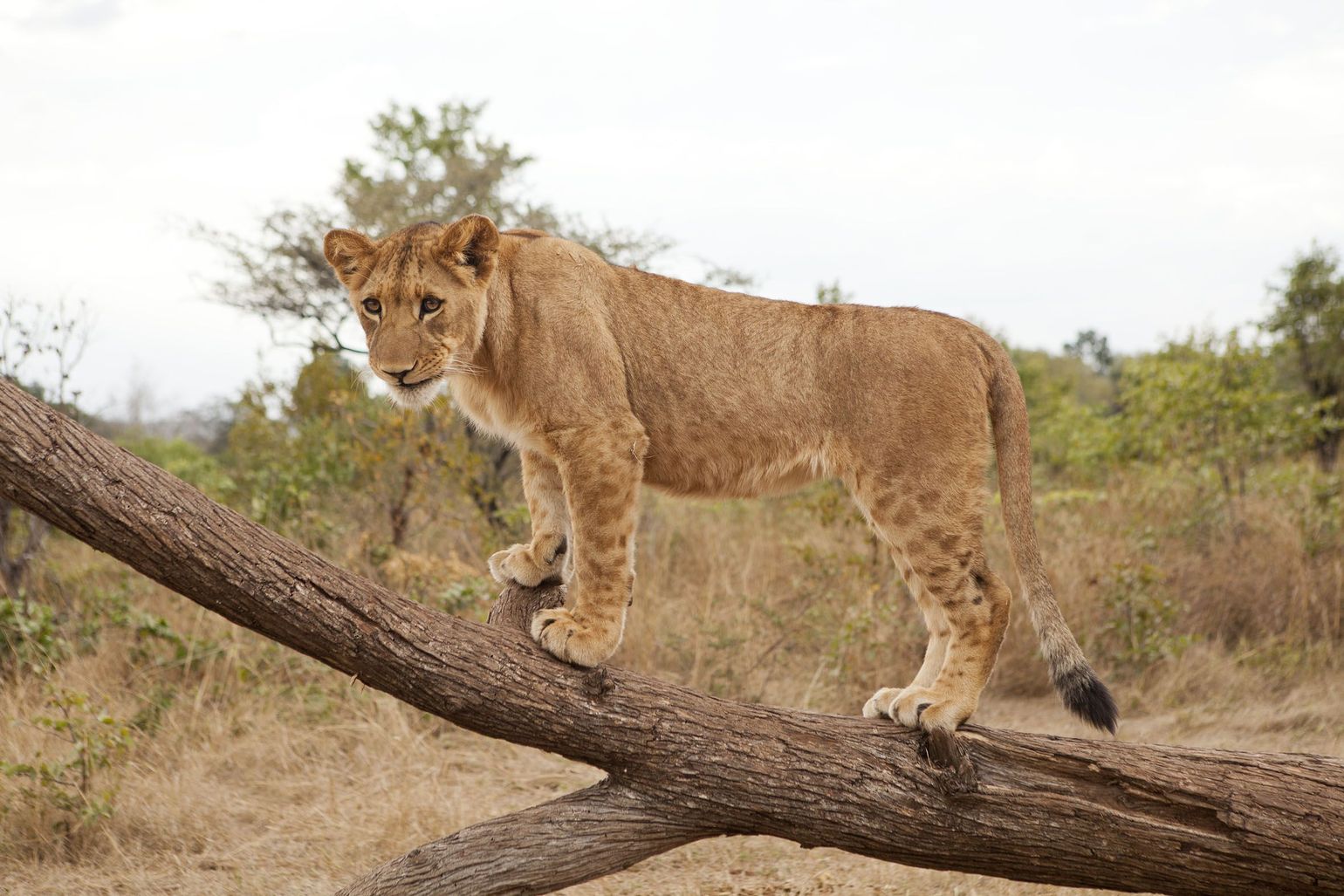 safari Big Five Afrika leeuw Zimbabwe Hwange National Park