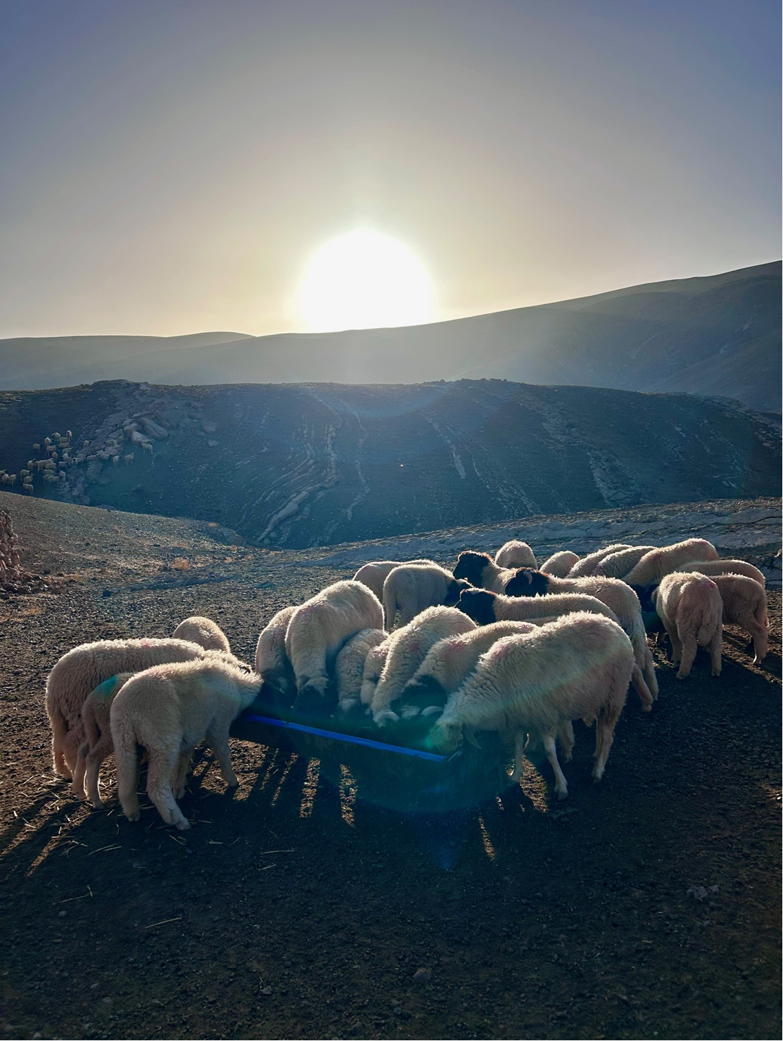schapen 