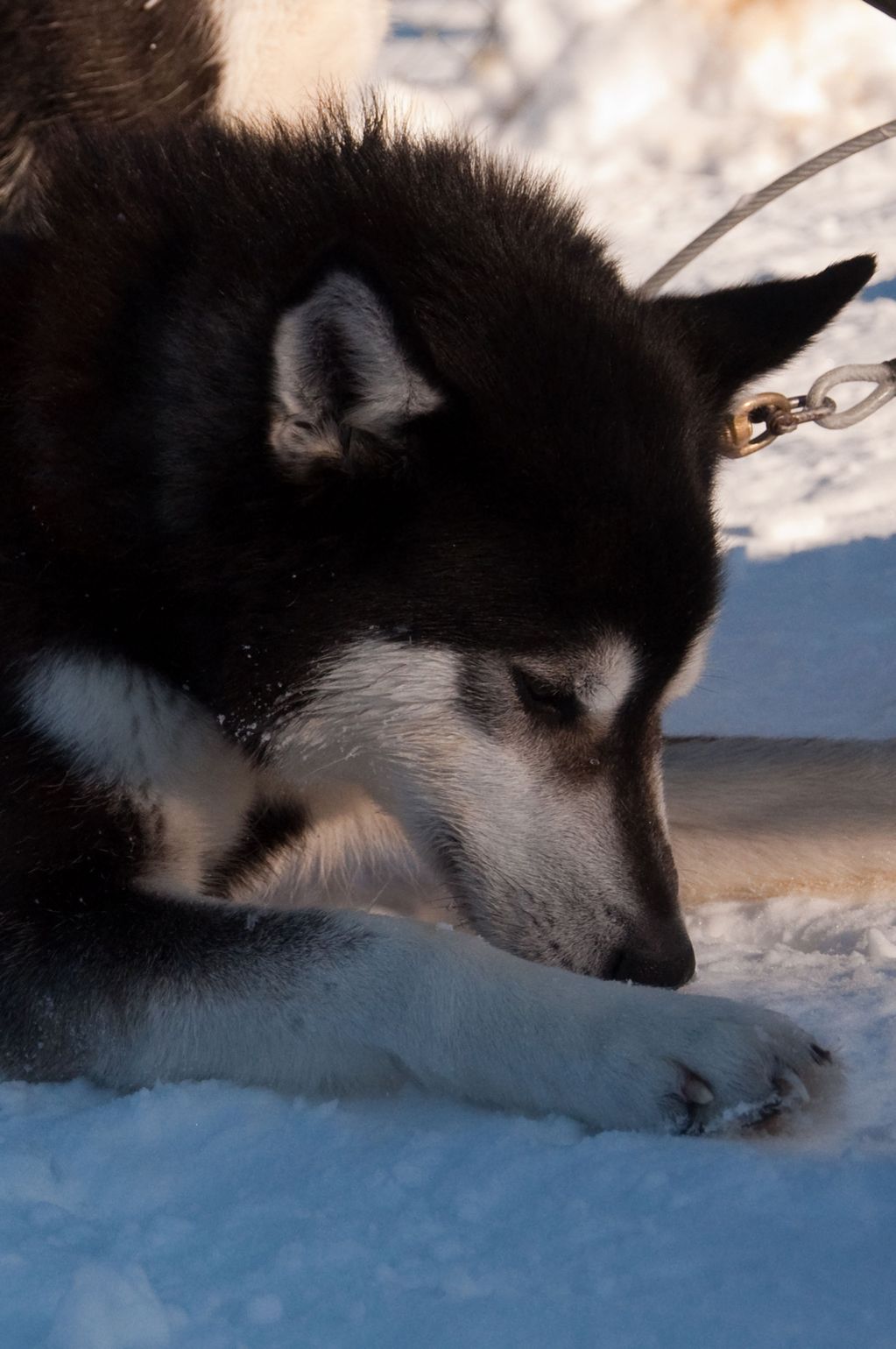 Husky