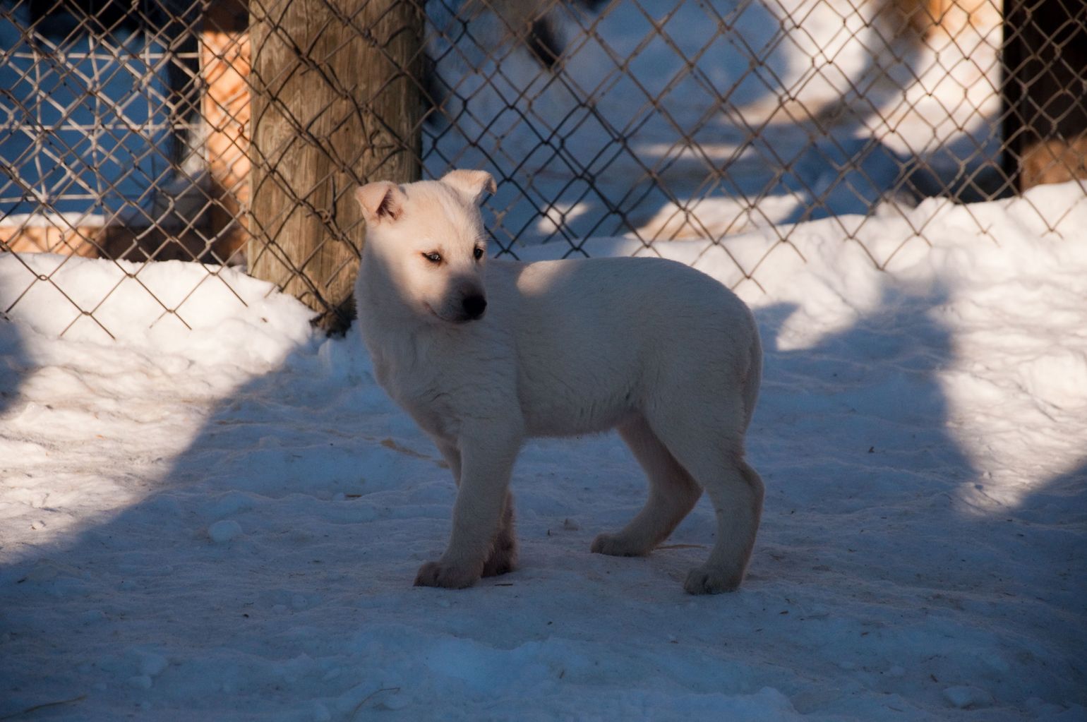 puppy Husky
