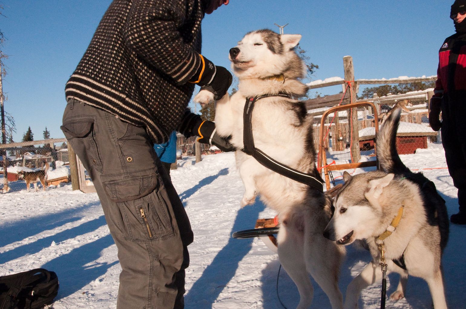 Husky met verzorger