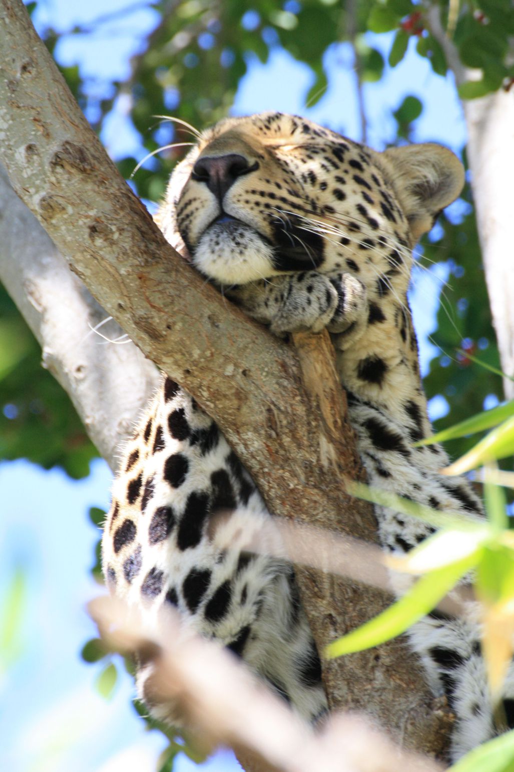 safari Big Five Afrika Luipaard Kruger National Park, Zuid-Afrika 