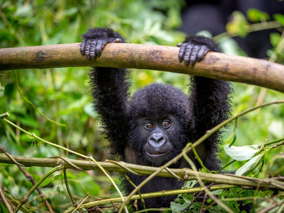 Baby gorilla Rwanda Afrika