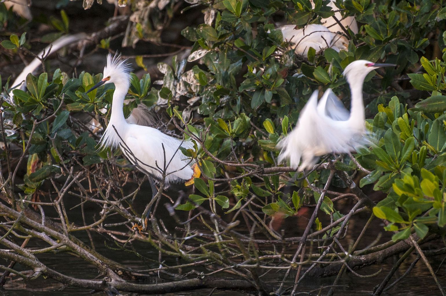 Guadeloupe Grand cul de sac marin
