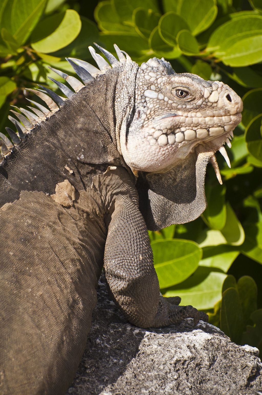 La desirade Guadeloupe
