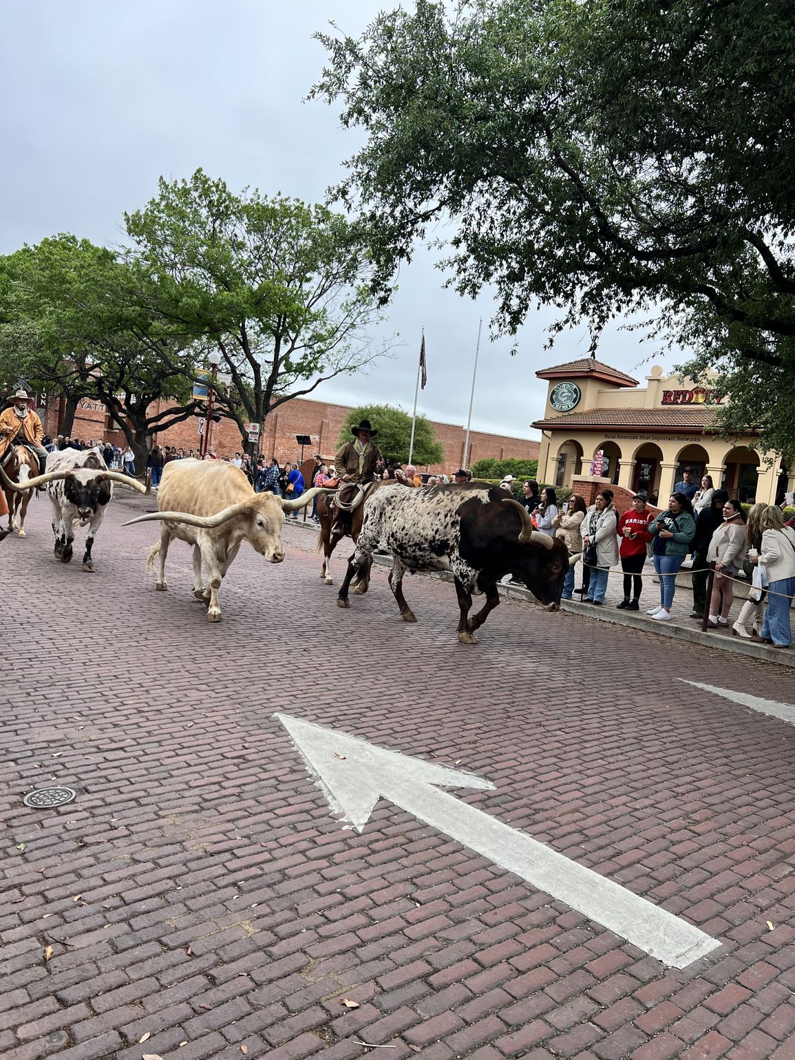 cattle drive