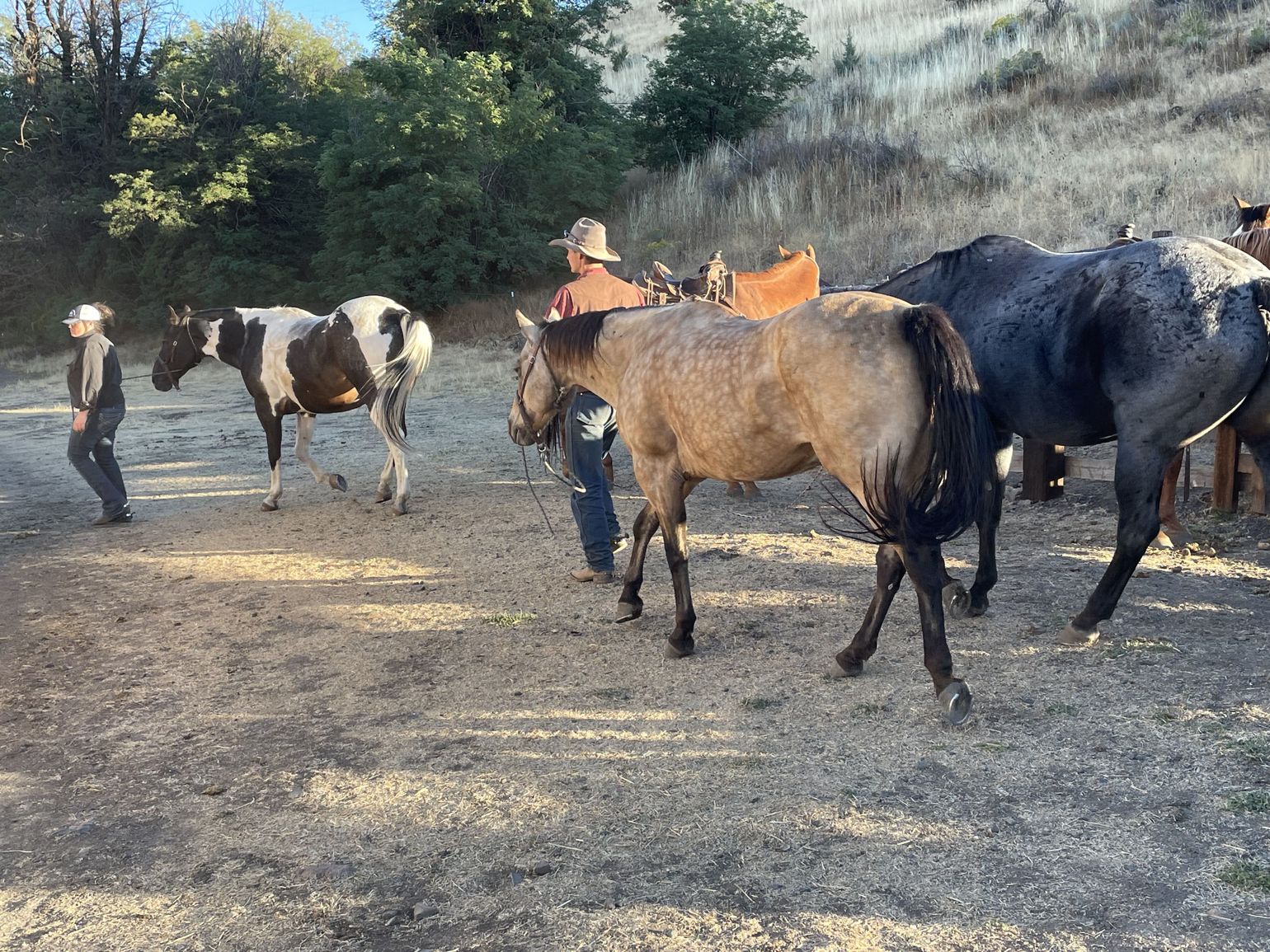 paarden bij de ranch