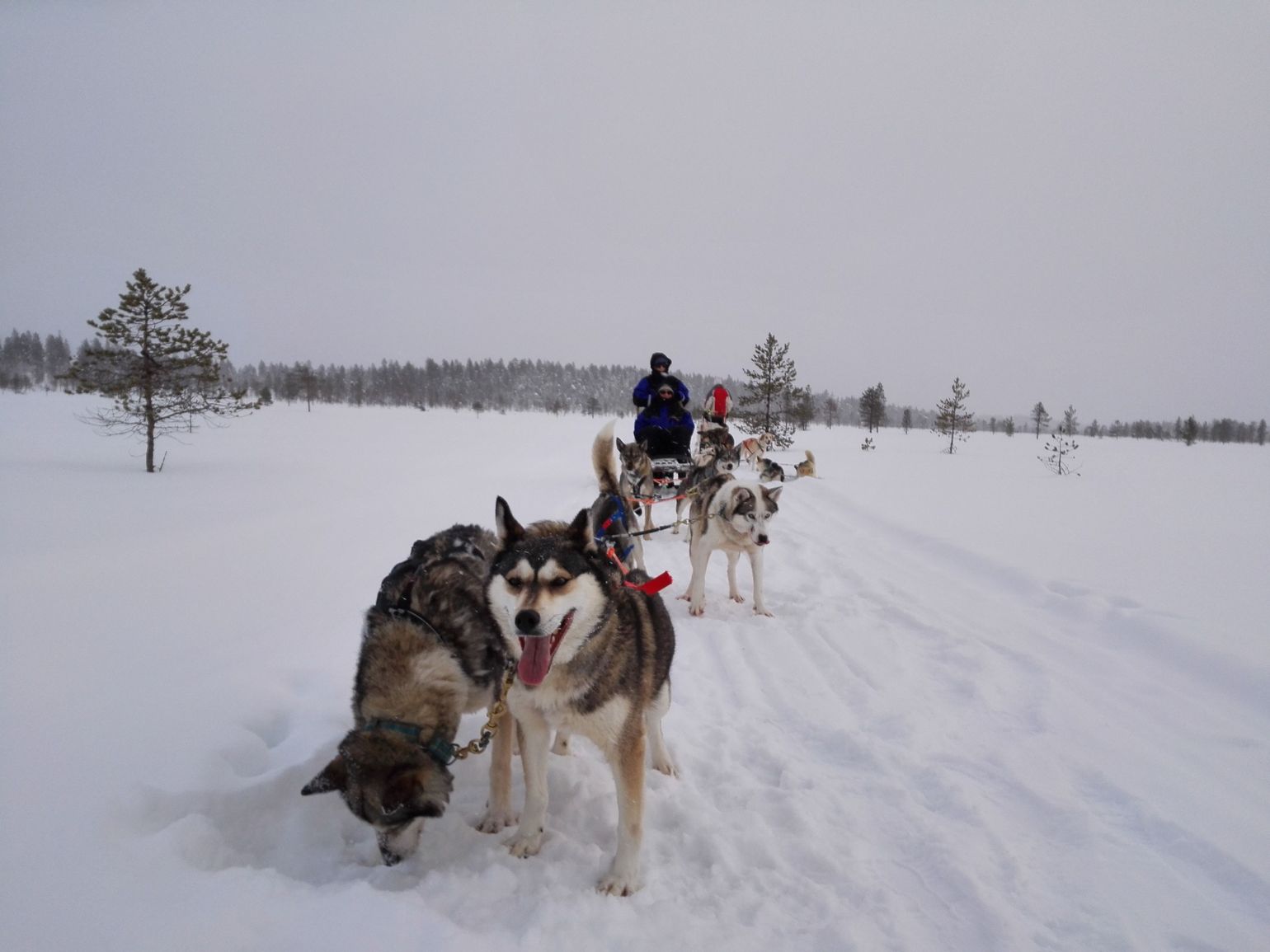 husky