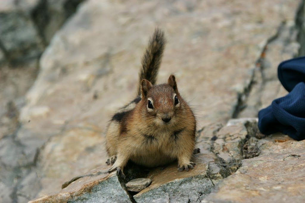 chipmunk Canada wildlife reis roadtrip