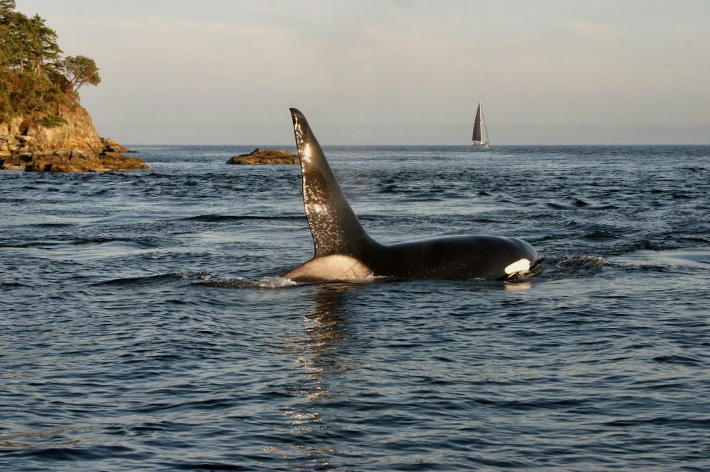 Canada wildlife killer whale natuur orka orca