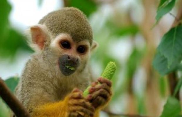 aap in jungle peru