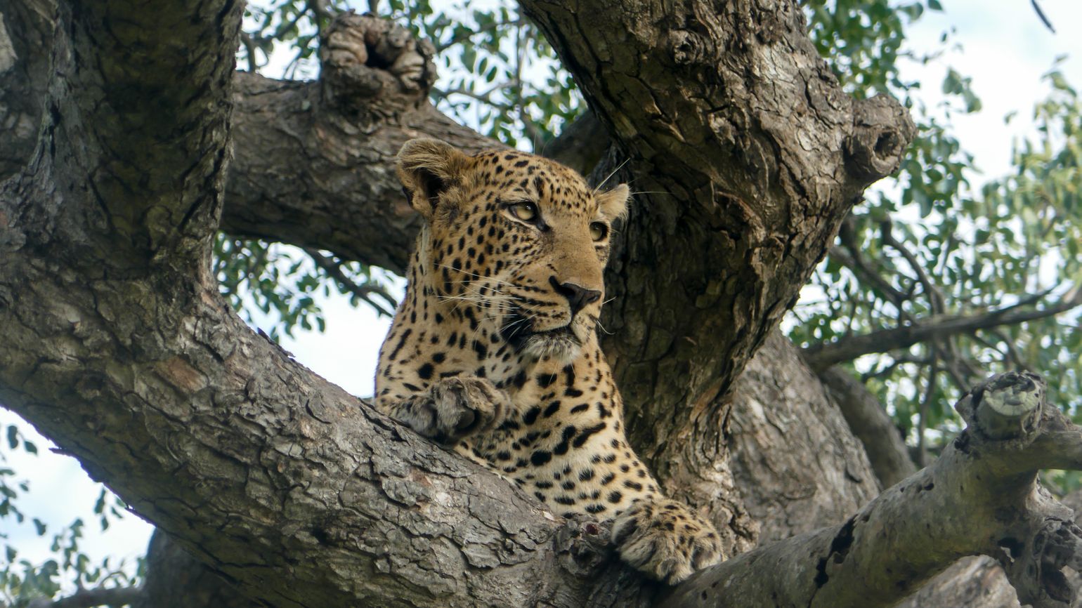 safari Big Five Afrika Luipaard Serengeti Tanzania