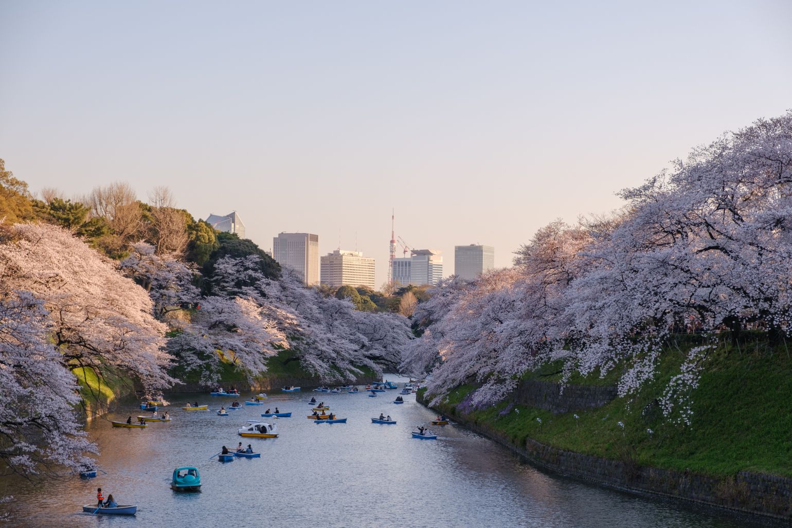 Japan Lente Tokyo Kersenbloesem Sakura