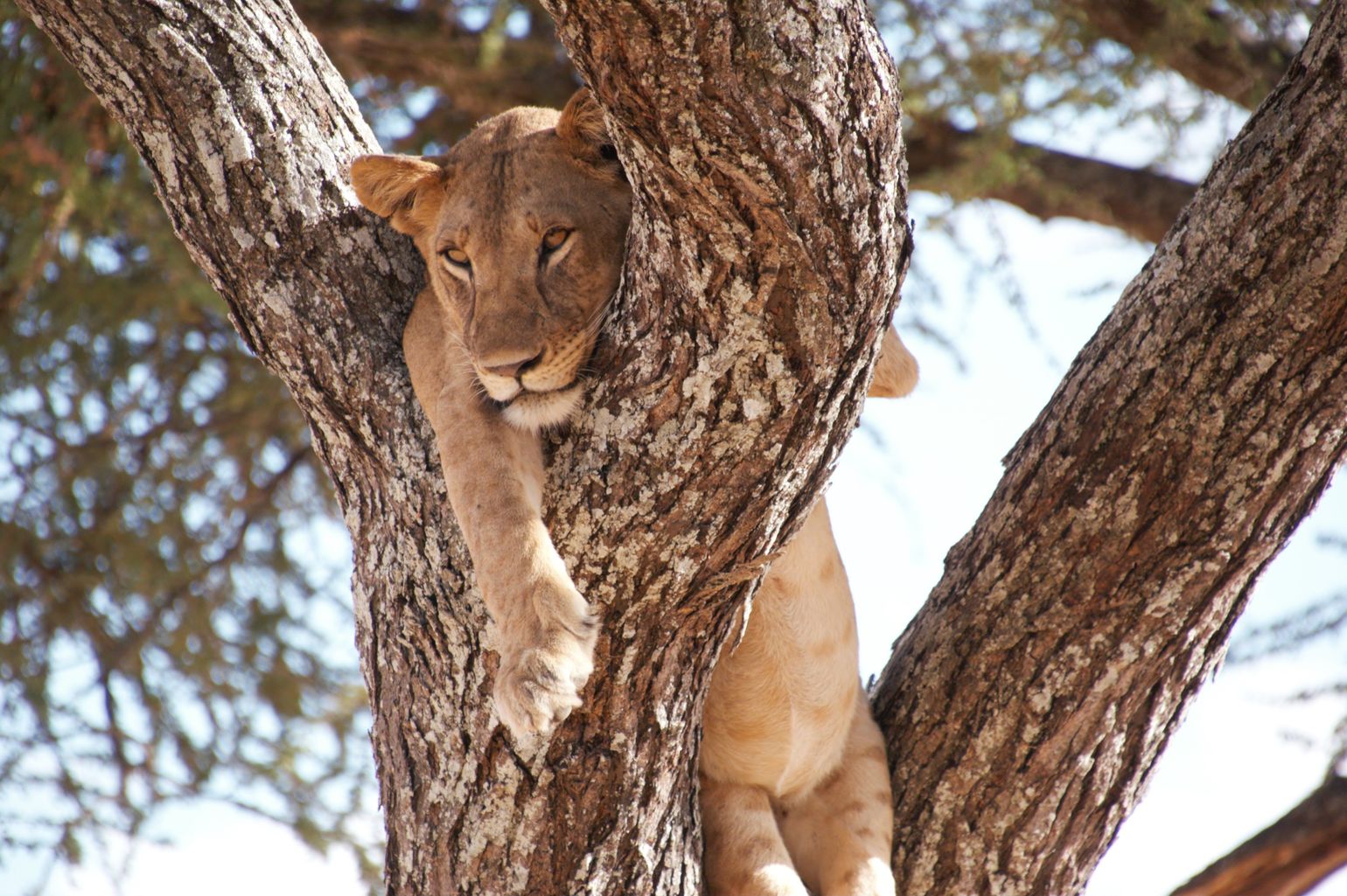 Lake Manyara National Park Tanzania
