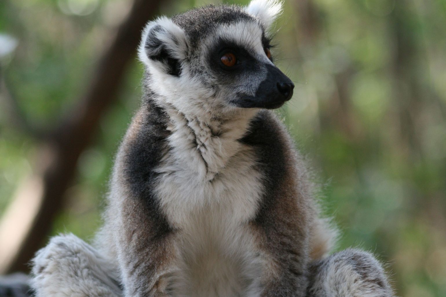 Lemuur Madagaskar Afrika