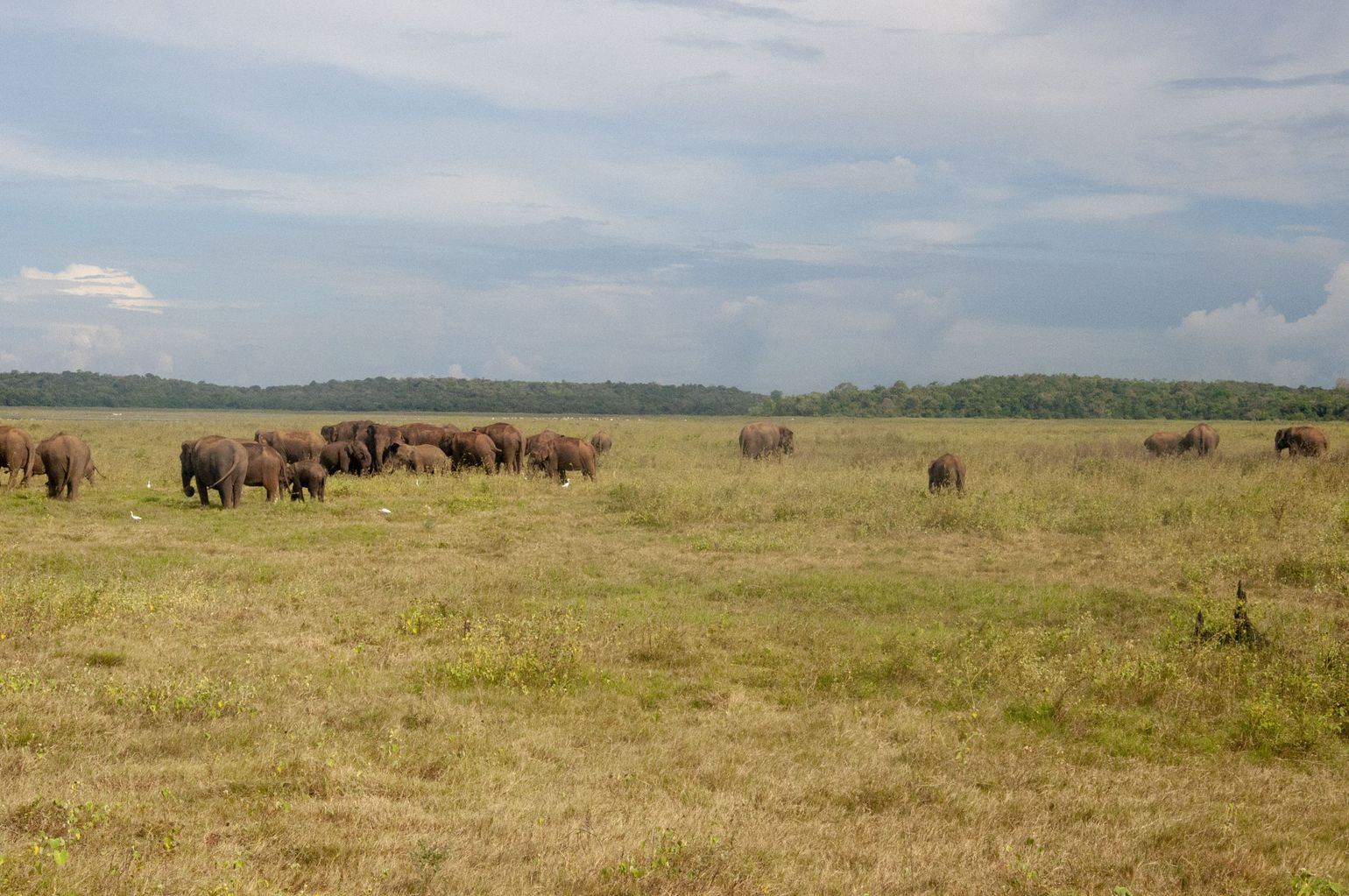 Safari Sri Lanka Minneriya en Kaudulla National Park
