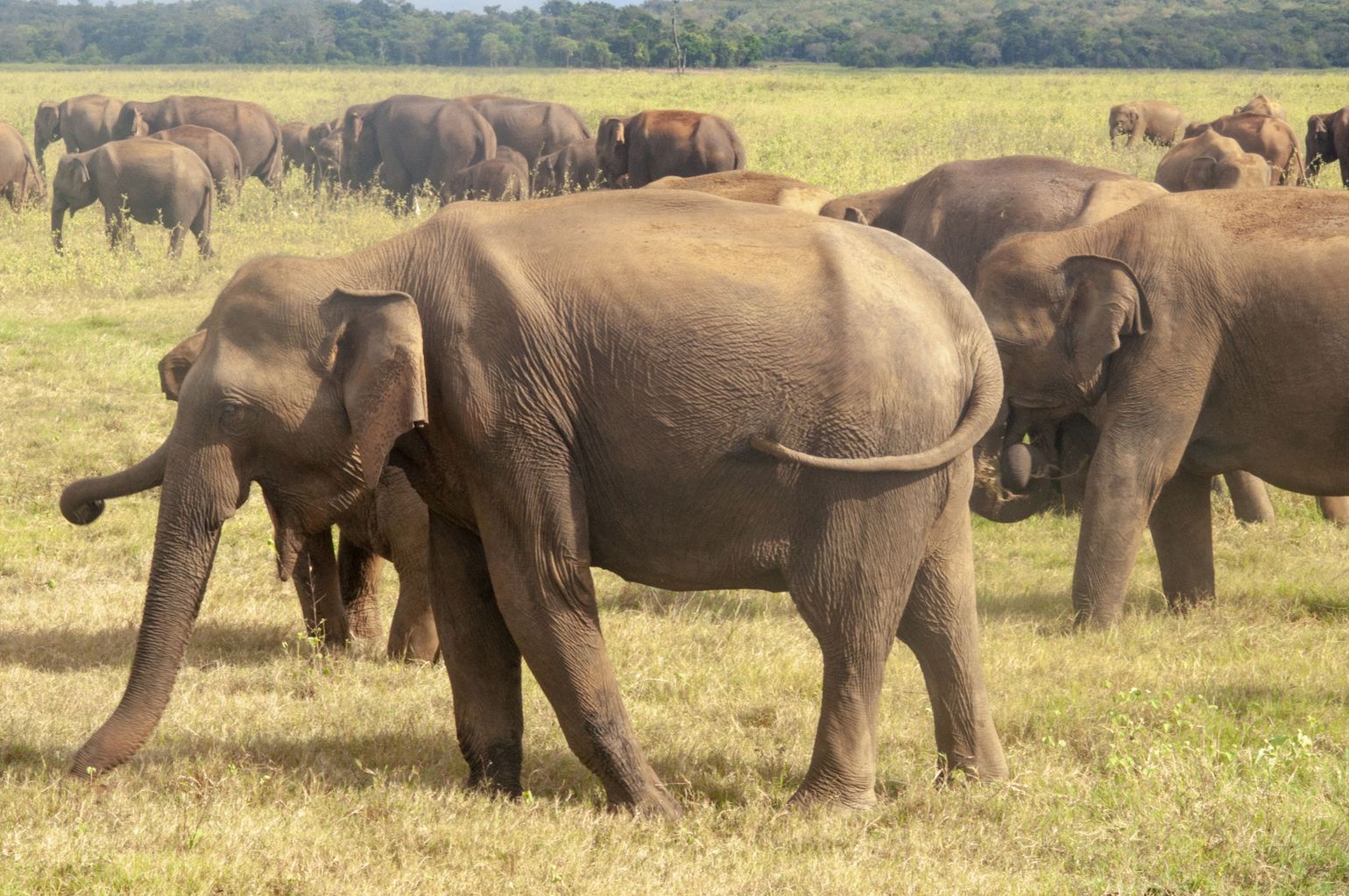Safari Sri Lanka Minneriya en Kaudulla National Park