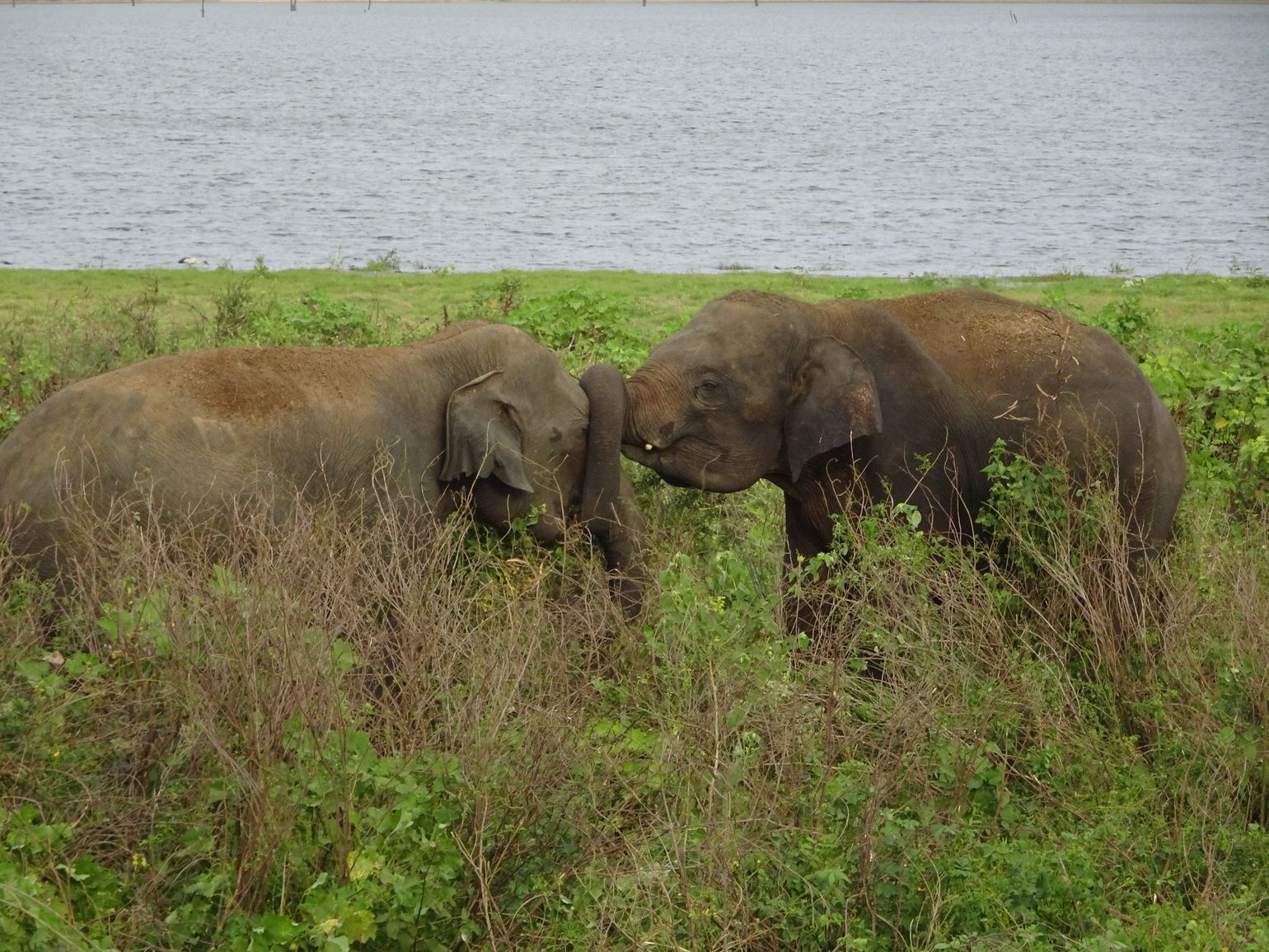 Safari Sri Lanka Minneriya en Kaudulla National Park