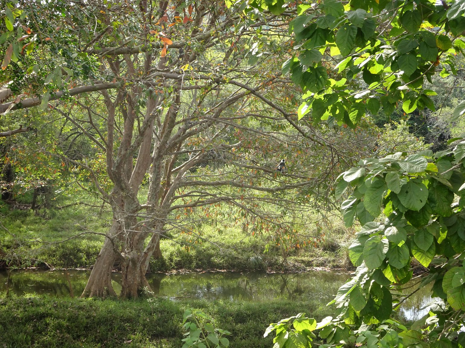 Safari Sri Lanka Minneriya en Kaudulla National Park