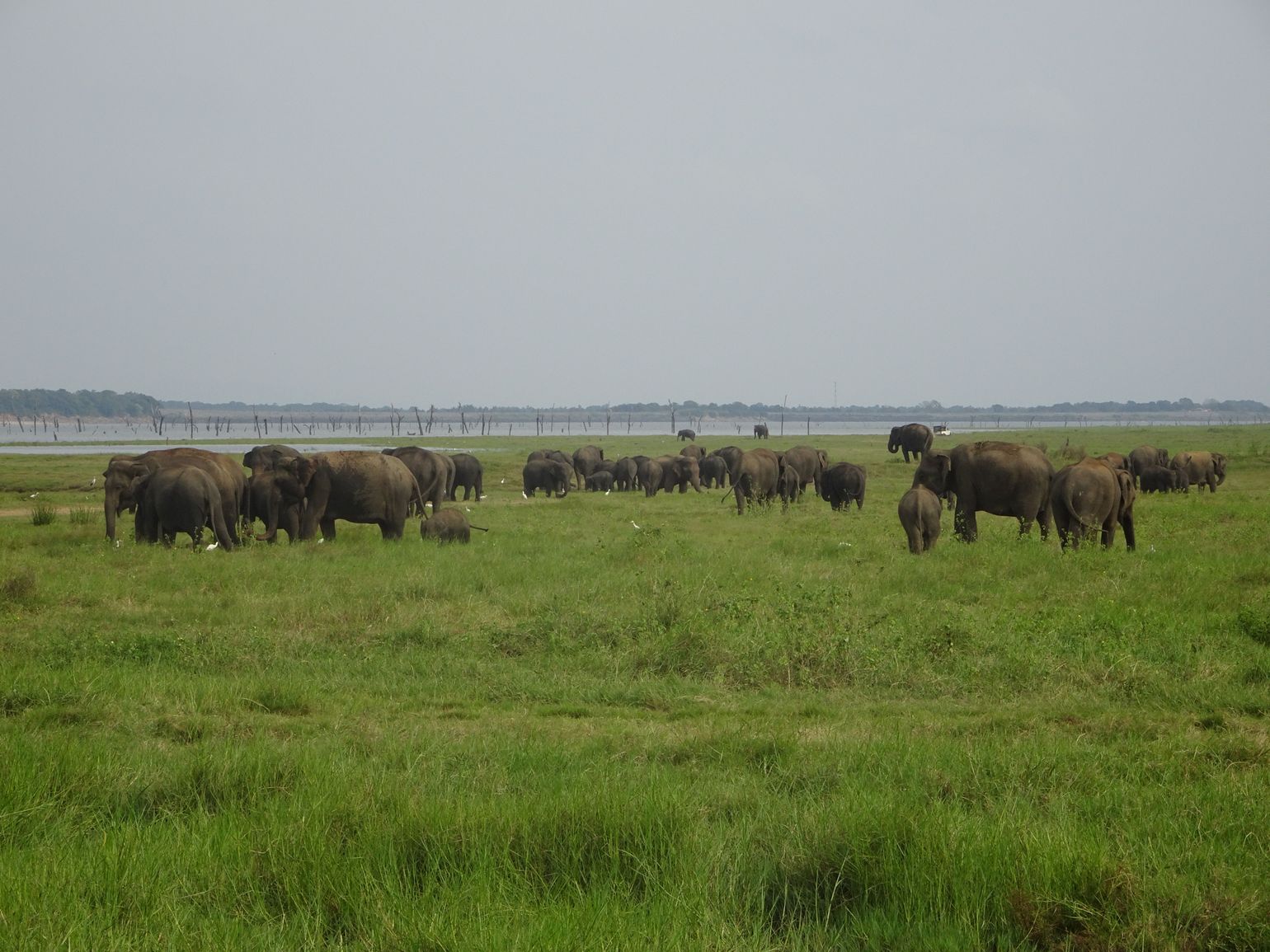 Safari Sri Lanka Minneriya en Kaudulla National Park