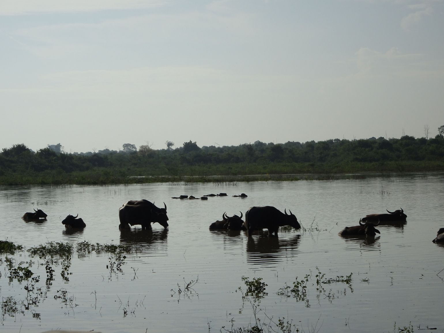 Safari Sri Lanka Udawalawe National Park