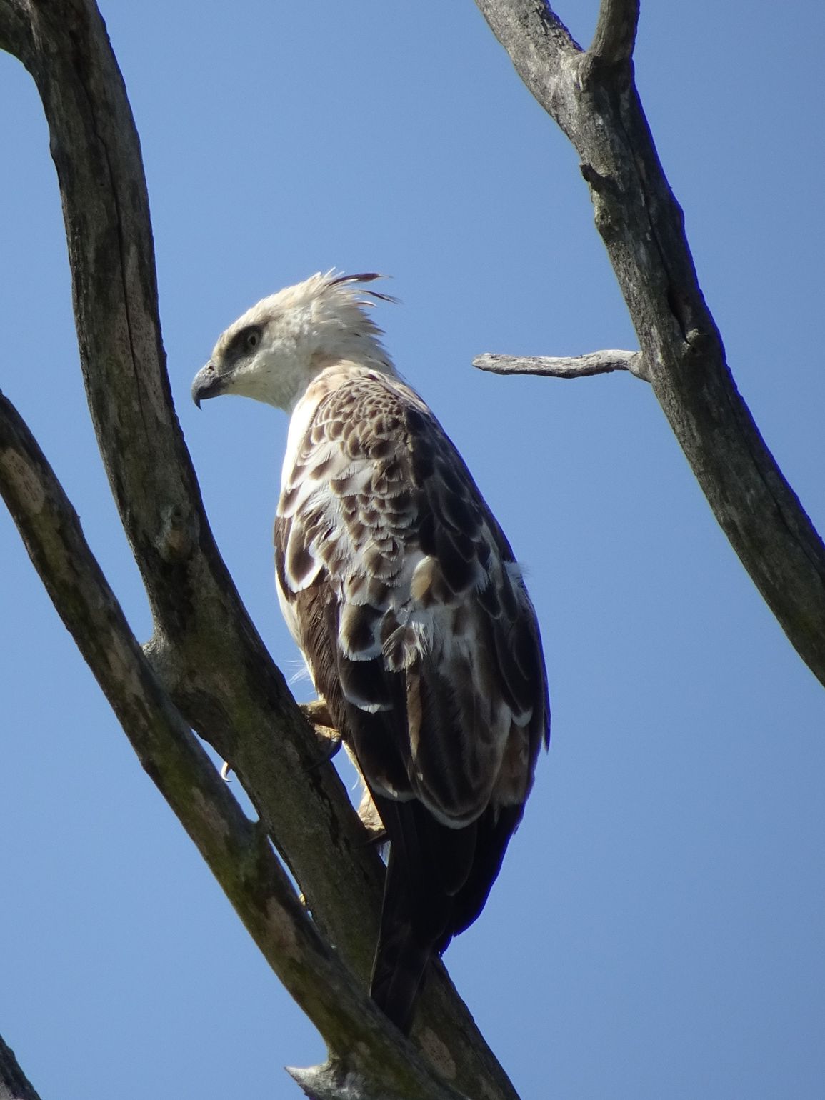 Safari Sri Lanka Udawalawe National Park