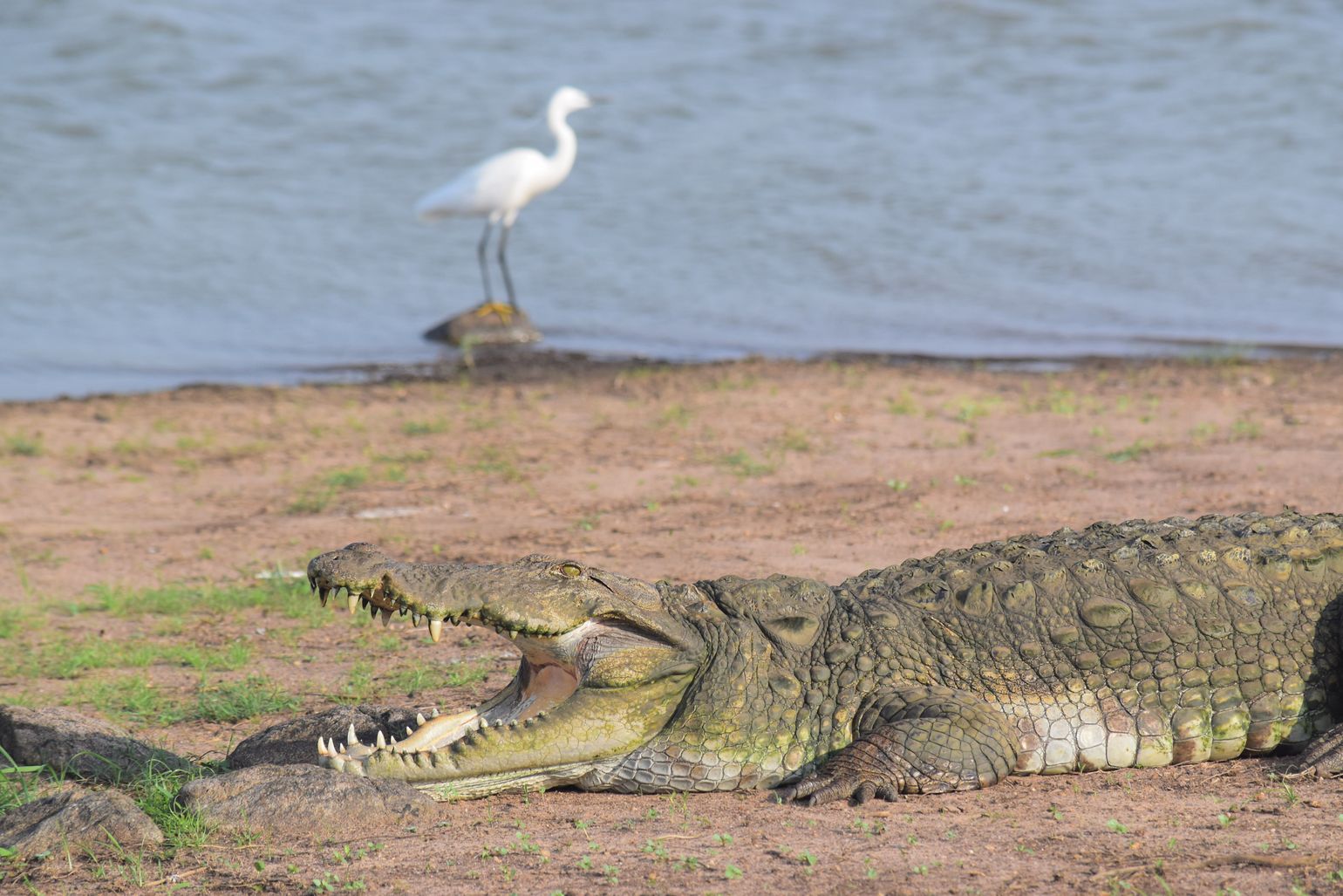 Safari Sri Lanka Udawalawe National Park