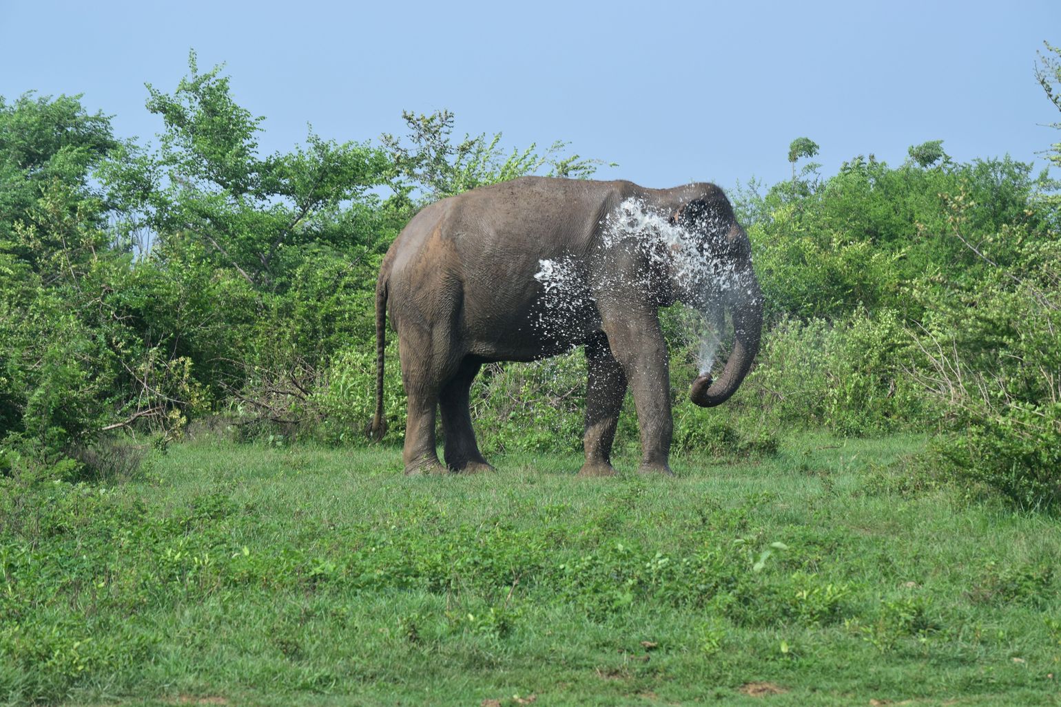 Safari Sri Lanka Udawalawe National Park
