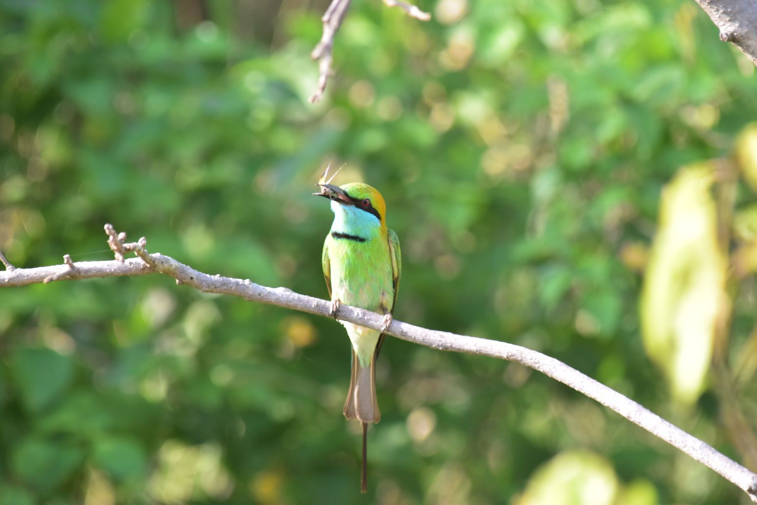 Safari Sri Lanka Udawalawe National Park