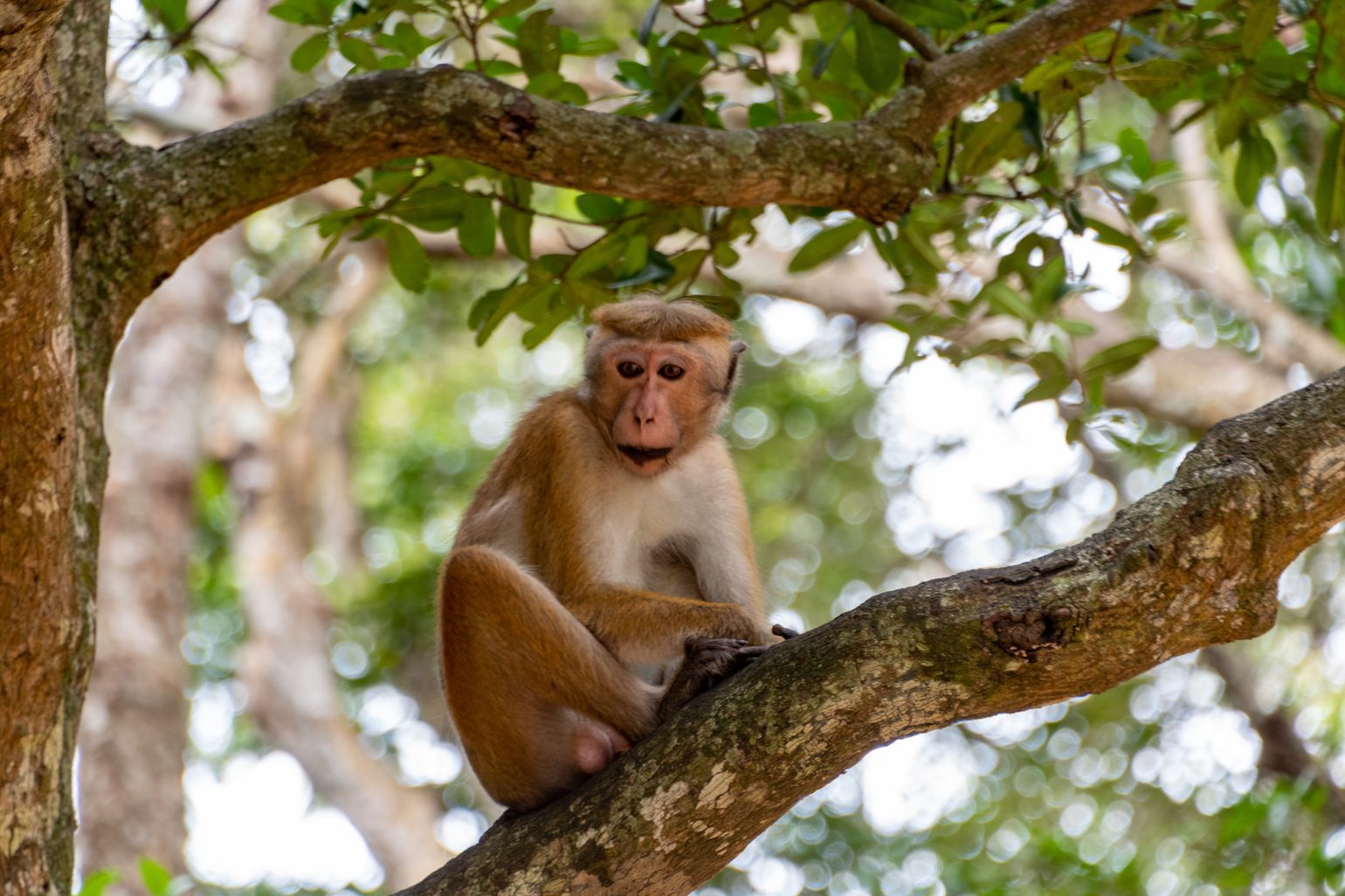 Safari Sri Lanka Wilpattu National Park