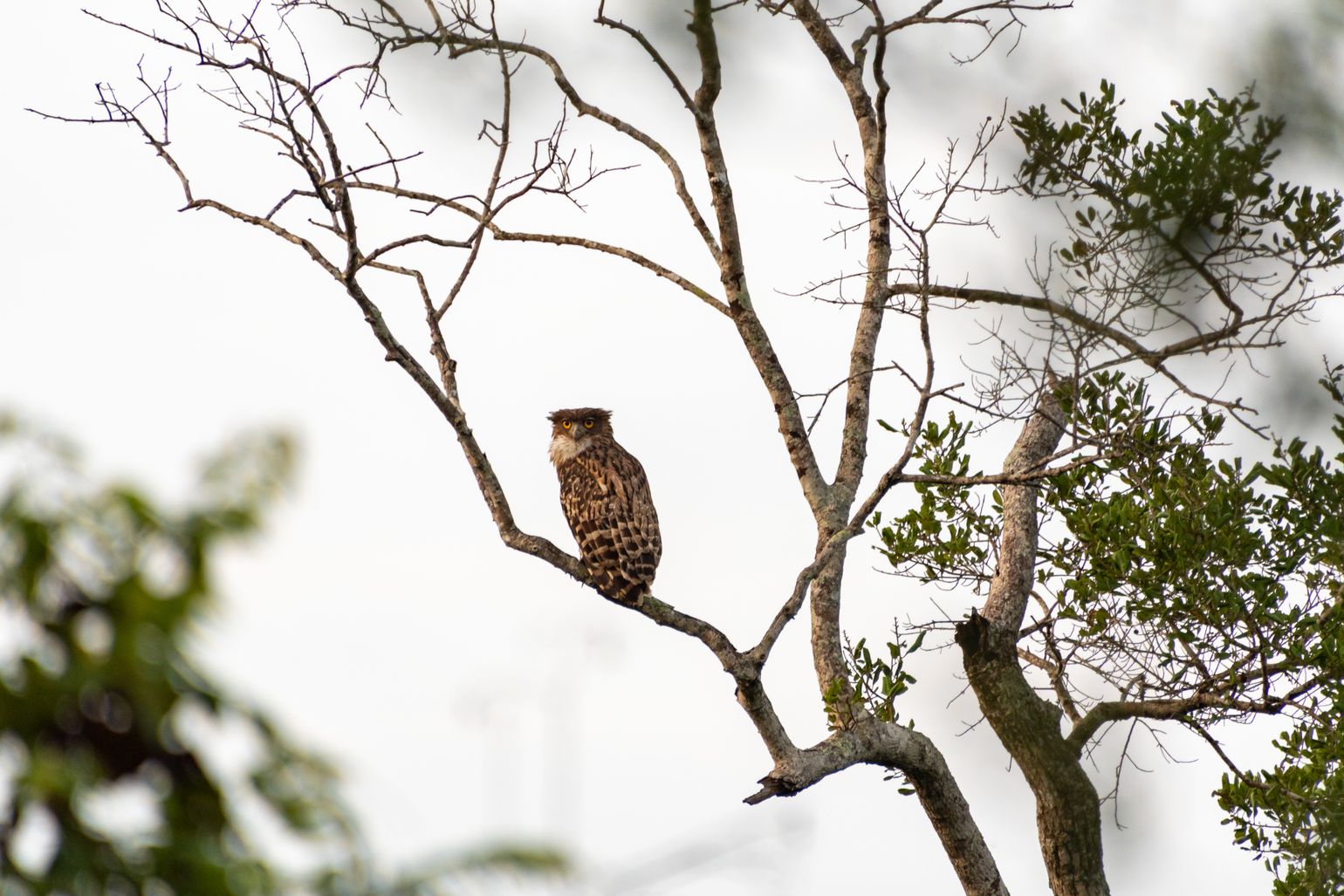 Safari Sri Lanka Wilpattu National Park