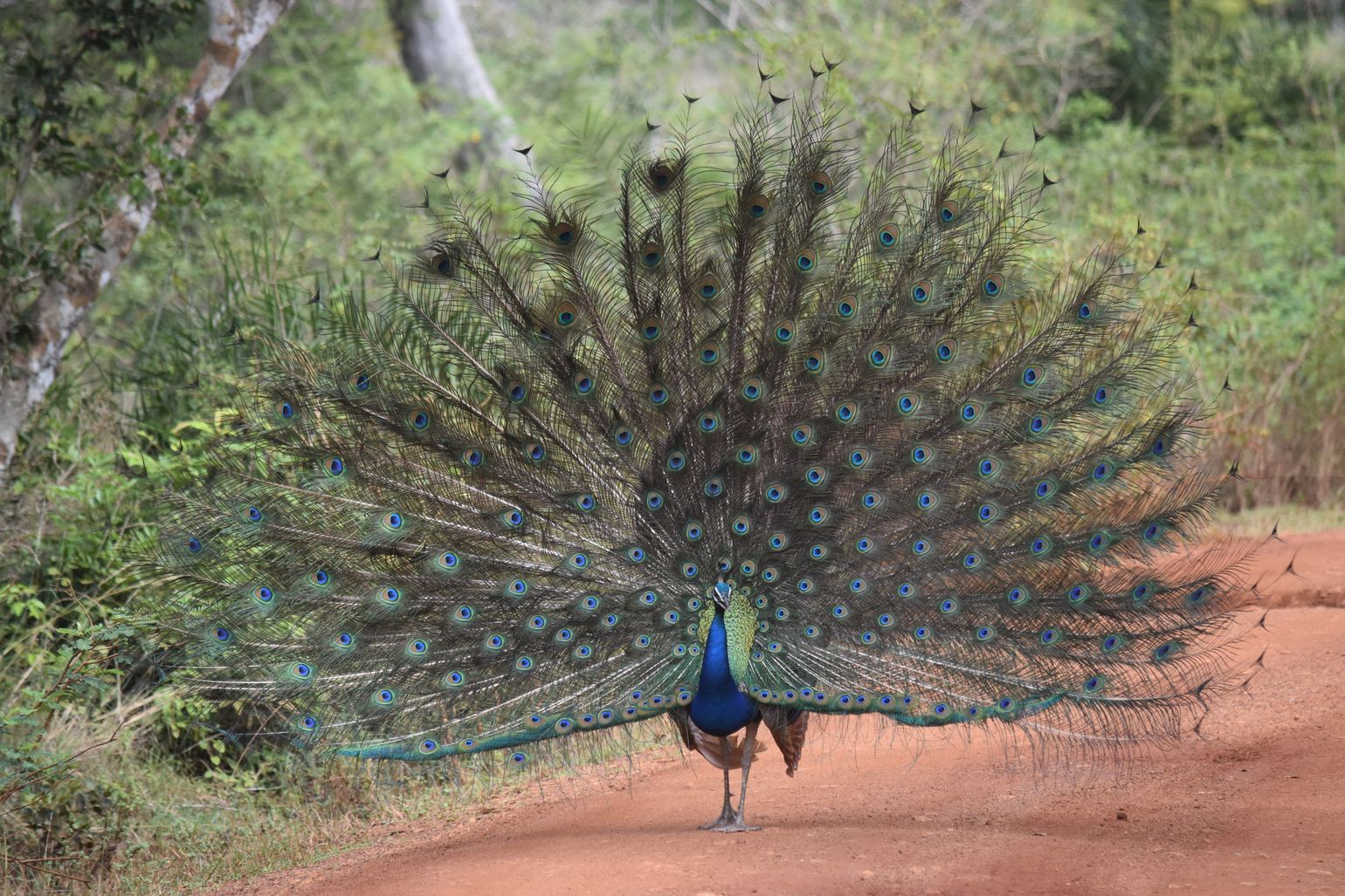 Safari Sri Lanka Wilpattu National Park